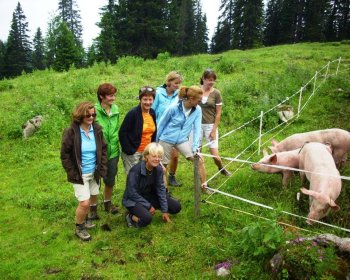Schweine auf Chüehmatte